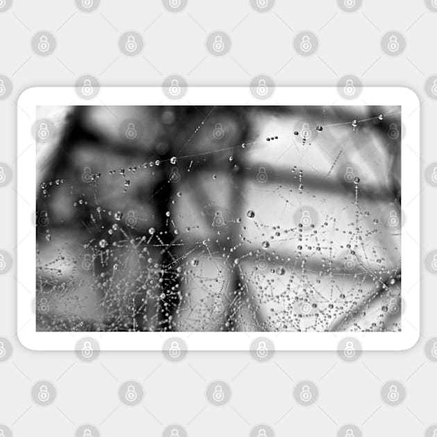 Black & White Photograph Dew Art Spider Web Spooky Halloween Photography Abstract Sticker by tamdevo1